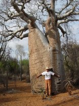 Il Bistefano si mimetizza fra gli altissimi baobab